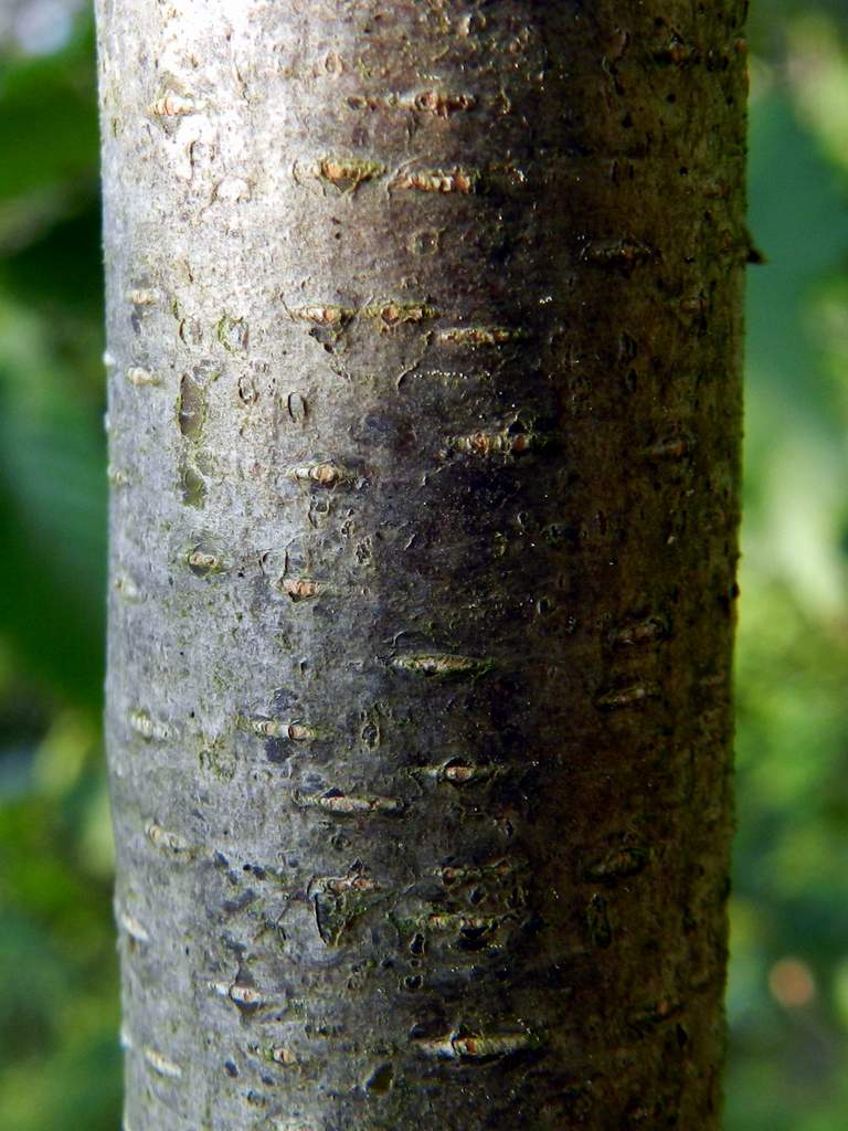 Ostrya carpinifolia / Carpino nero